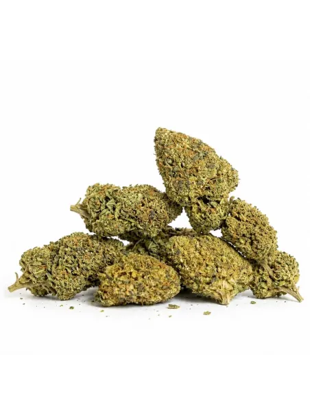 Fiori THCX Girl Scout Cookie – Gbz420 – vista principale