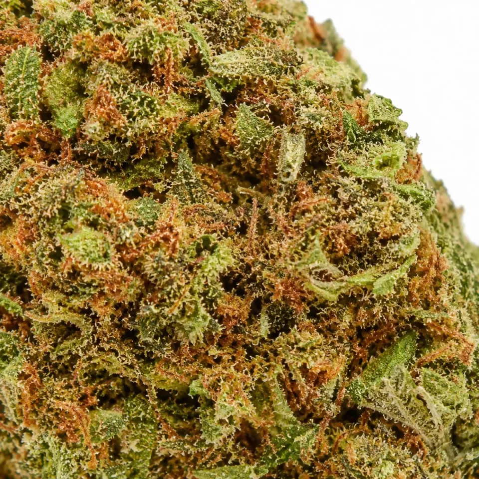 THCX Fiore Atomik Haze – primo piano