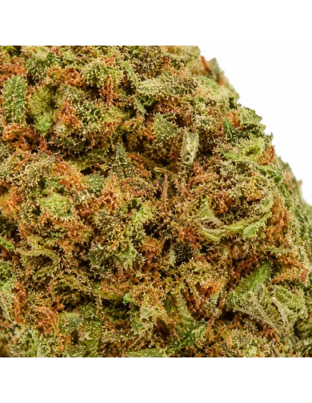 THCX Fiore Atomik Haze – primo piano