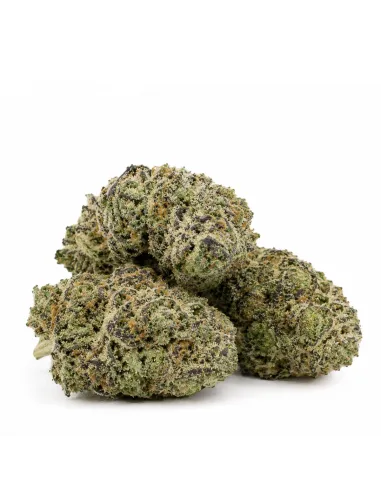 THCX Fleur White Widow – vue principale