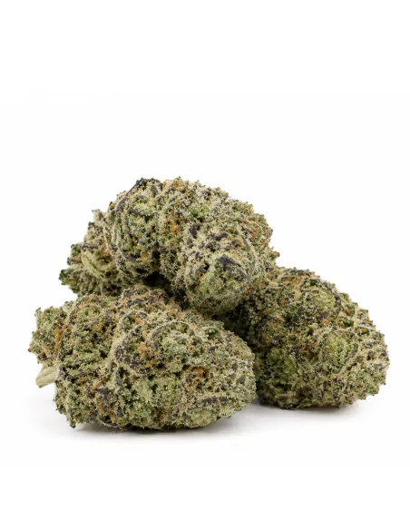 THCX Fleur White Widow – vue principale