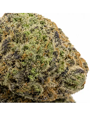 THCX Flower White Widow – macro en