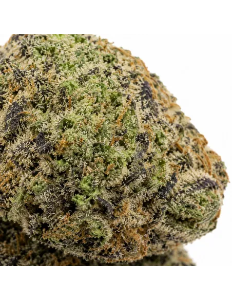 THCX Blumen White Widow – closeup de