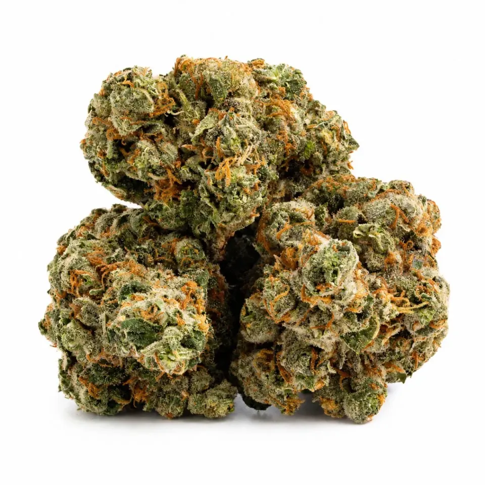 THCX Fiore Mystic Mango – vista principale