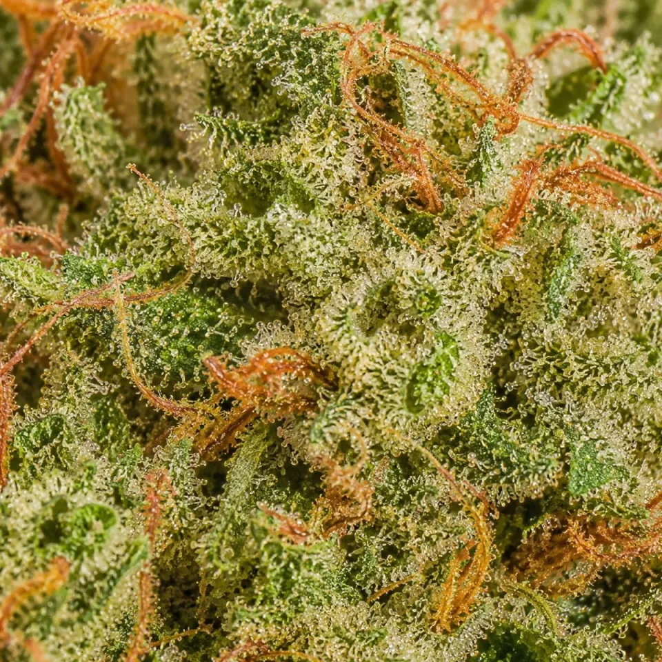 THCX Fiore Mystic Mango – primo piano