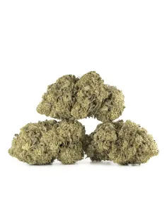 Fiori CBD Amnesia – Indoor Cannabis