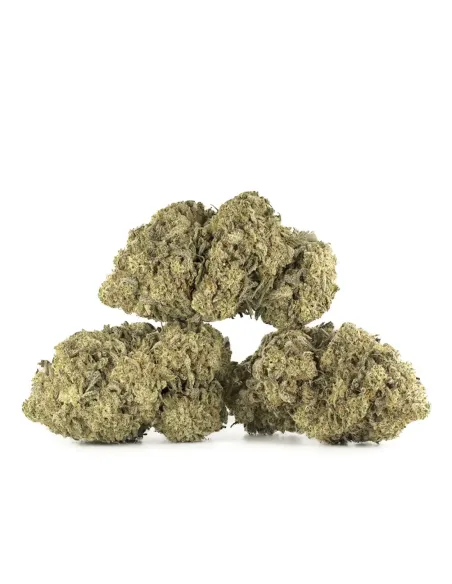 Fiori CBD Amnesia – Indoor Cannabis – vista principale